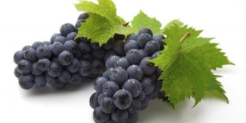 Prednosti i štete grožđa za ljudski organizam